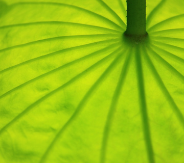 green umbrella