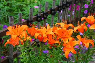Orange lilys