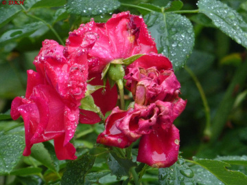 Red Rose (1)