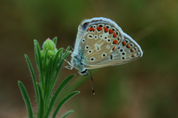 Çokgözlü Mavi Kelebek - 35