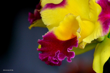 Macro Orchid