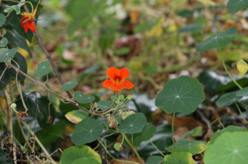Other Flower