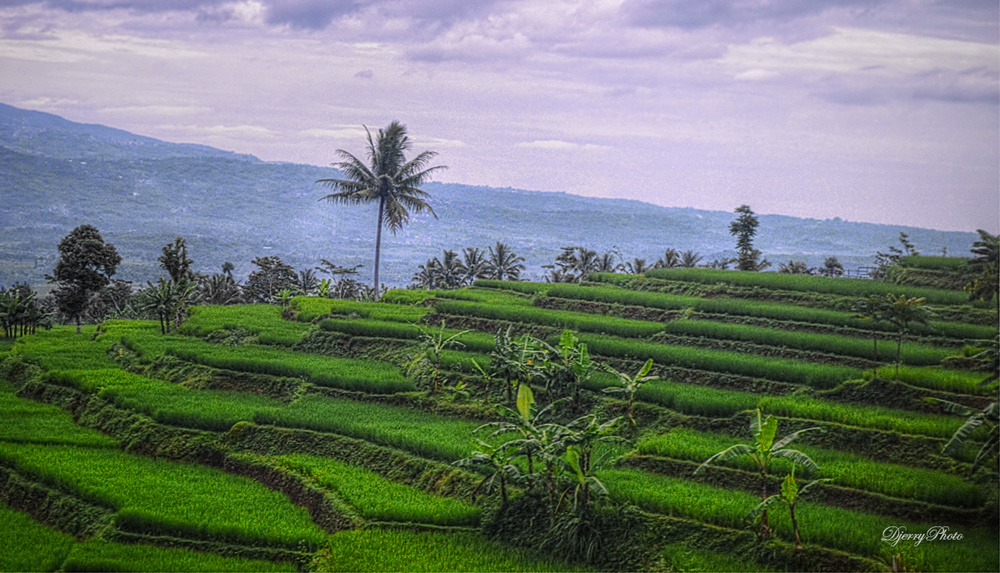 Field