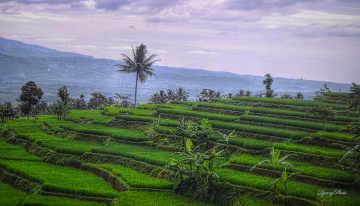 Field