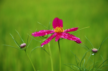 After the rain