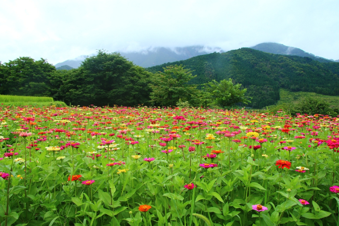 Flower garden