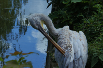 Dalmatian Pelican