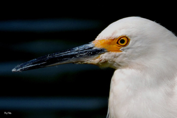 Snowy  Egret