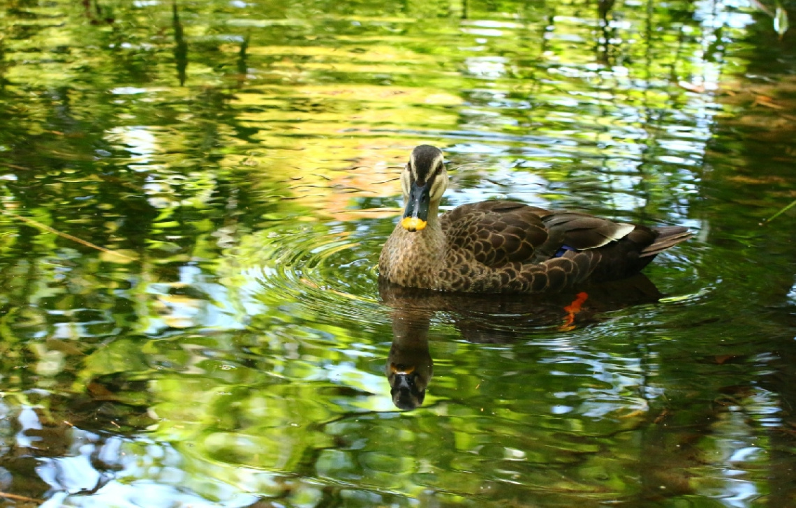 duck