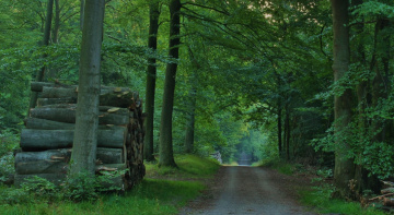 On the way through the forest...