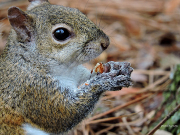 Eating Nuts