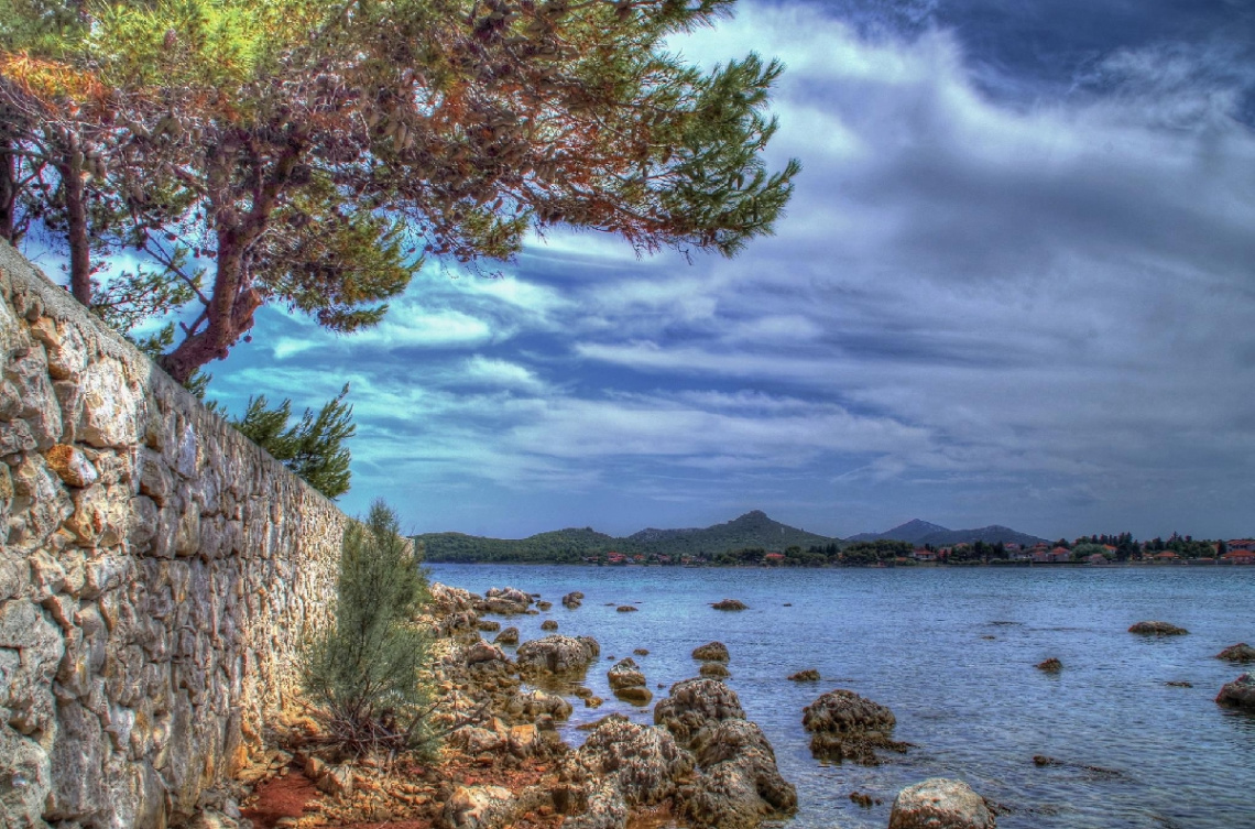 in the shade of pine