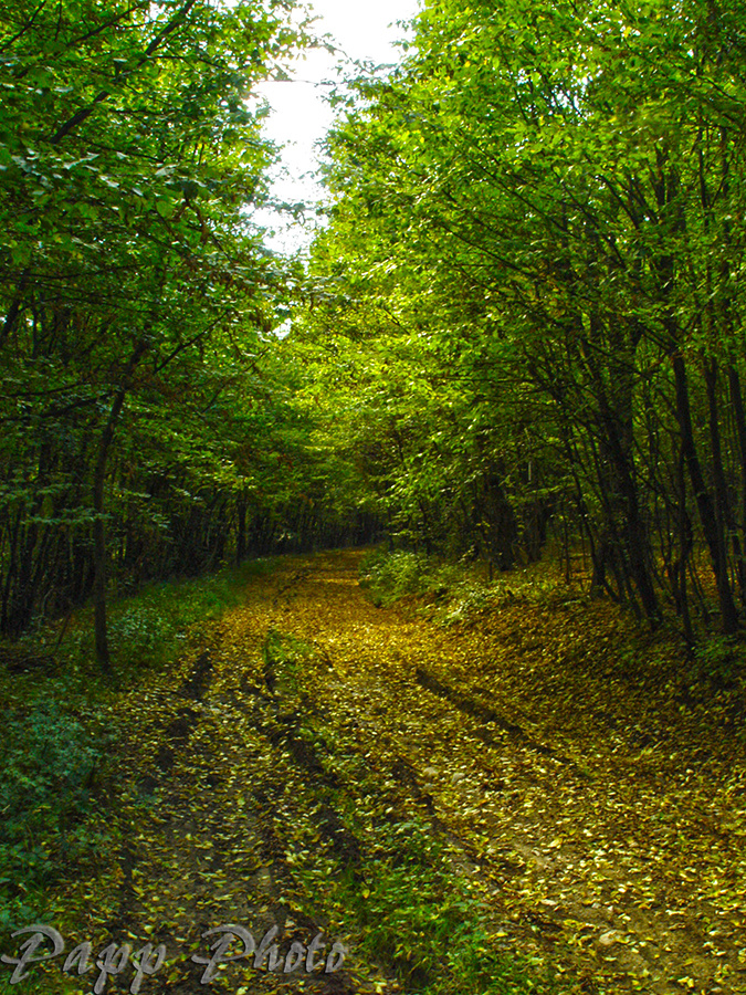 forest