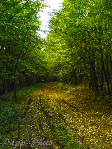 forest