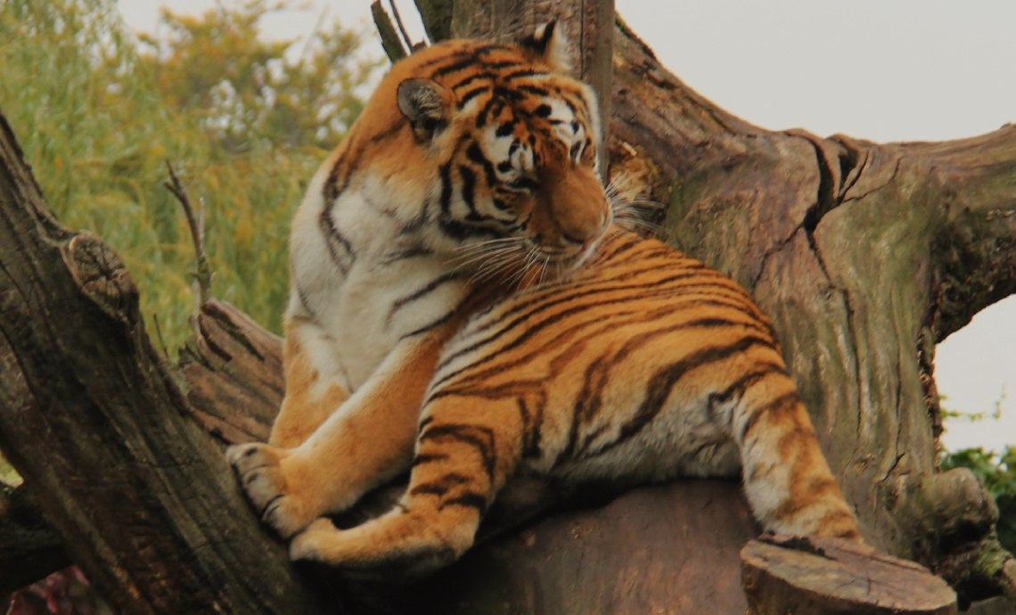 Amur Tiger