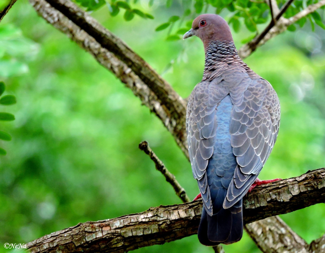 Picazuro Pigeon