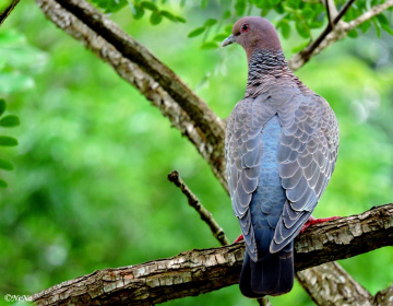 Picazuro Pigeon