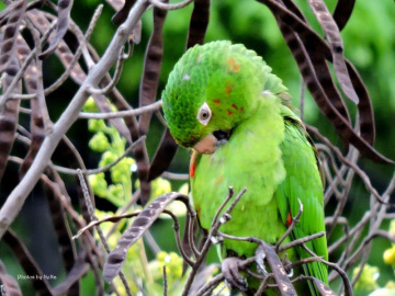 White eye Parakeet