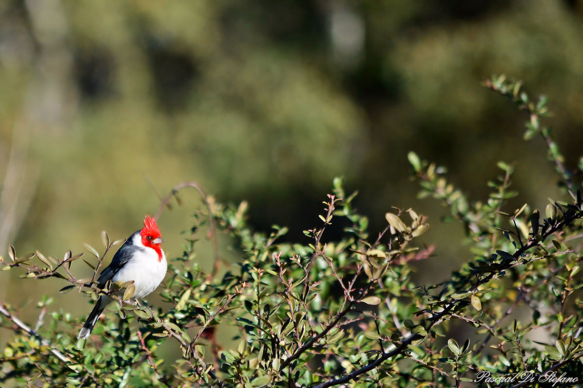 Little cardinal