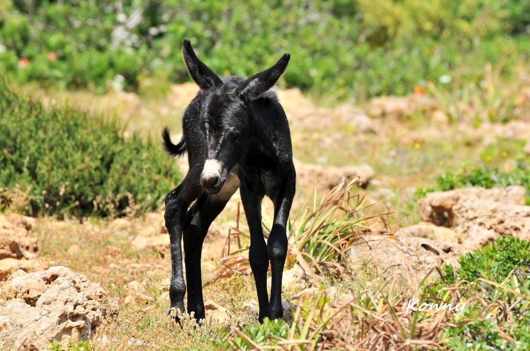 the black baby ..♥
