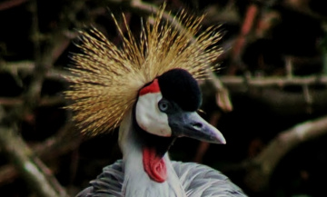 East African Crowned Crane