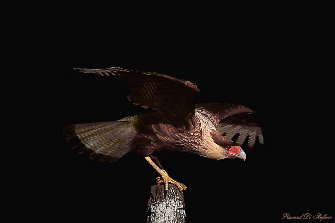 Eagle in the dark IV