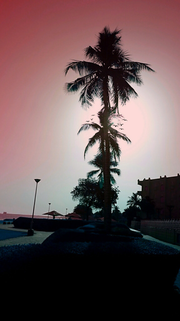 Delightful Dusk 