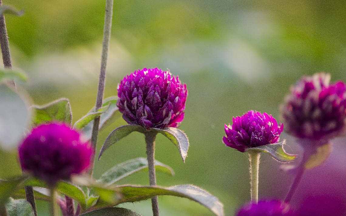 Bachelor Button/Gomphrena globosa