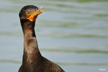  Cormorant