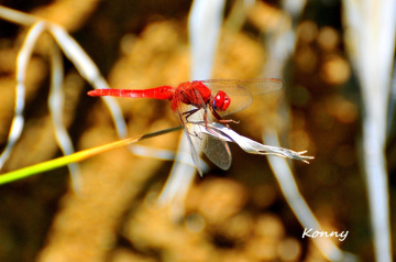 red .... 