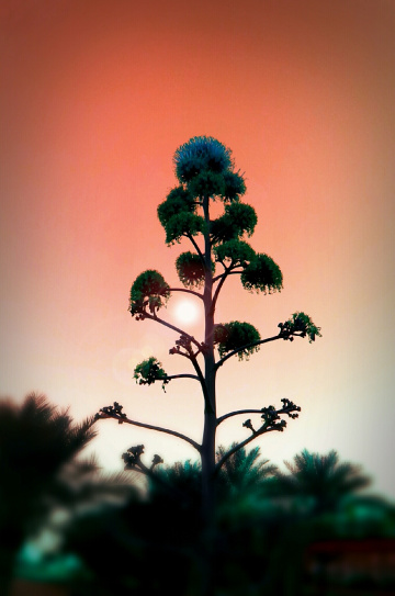 summertime dusk 