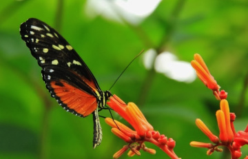 Free to fly