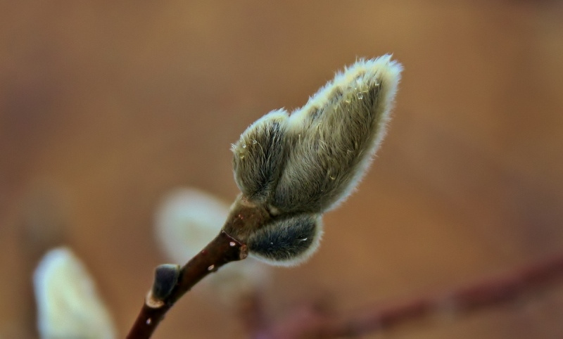 Life from early spring