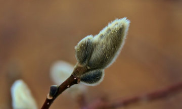 Life from early spring