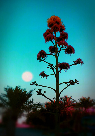 Bluish Dusk 