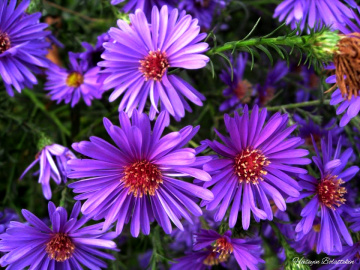 Renklerin Güzelliği