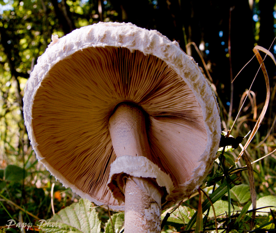 mushroom