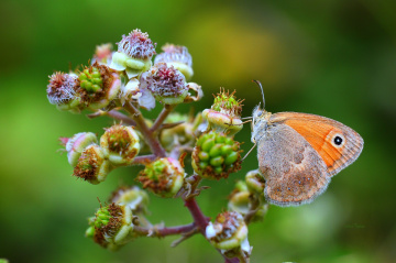 MİNİ MİNİ YAŞAMLAR  (166)....