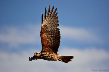 See my wings