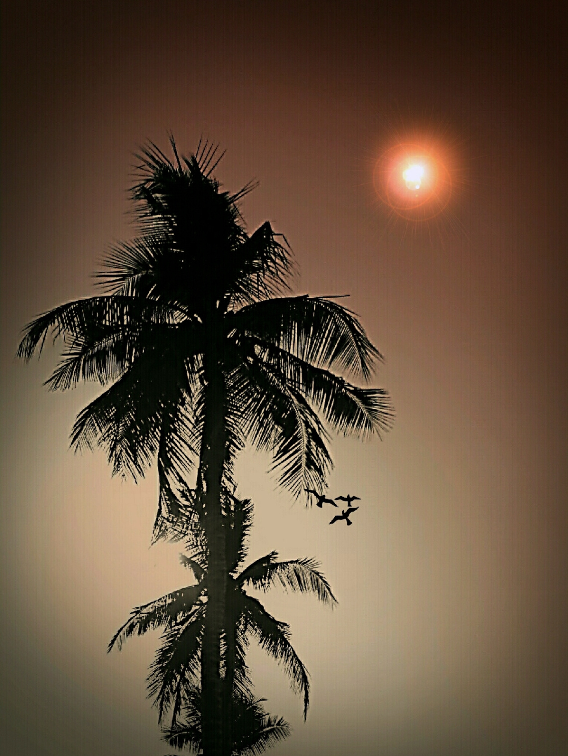 Trees at dusk 