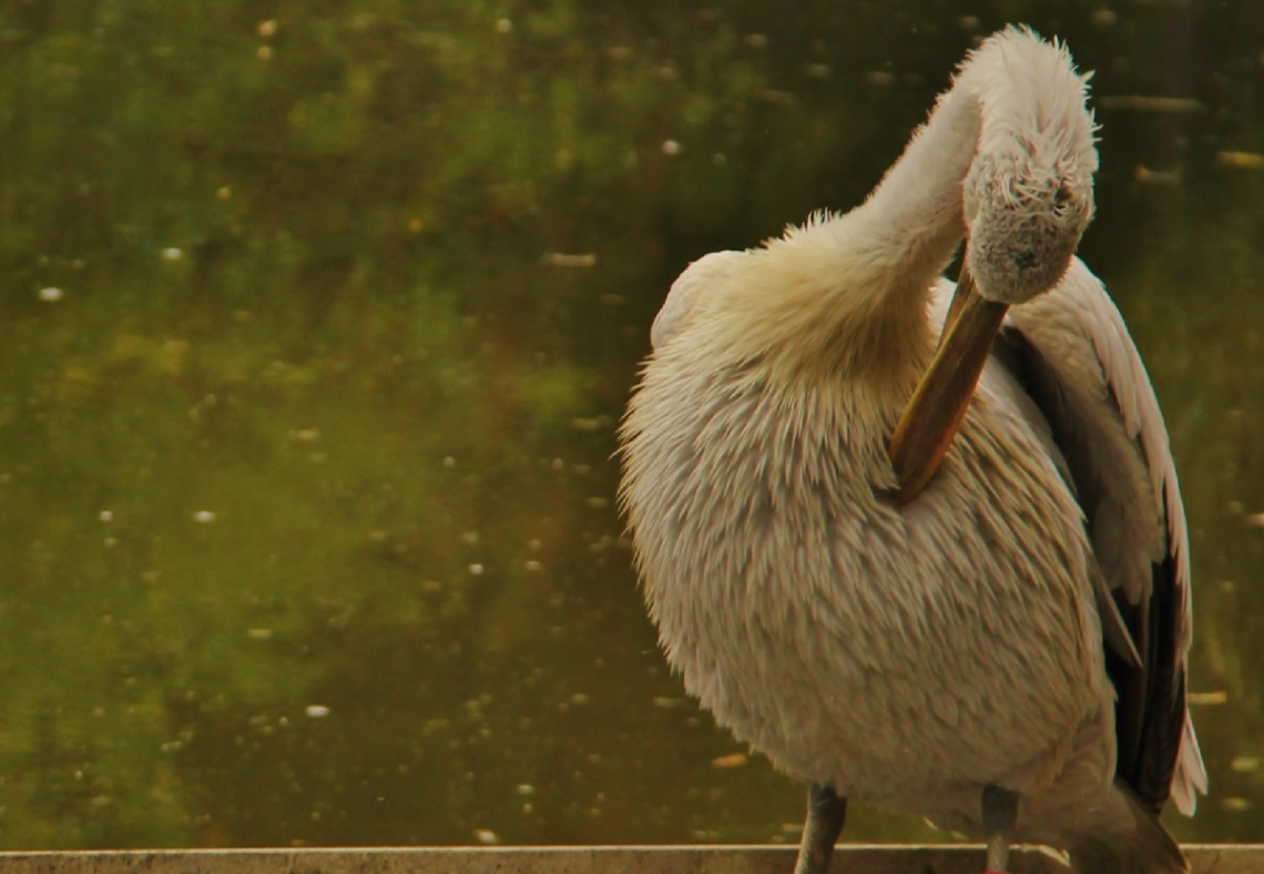 Dalmatian Pelican