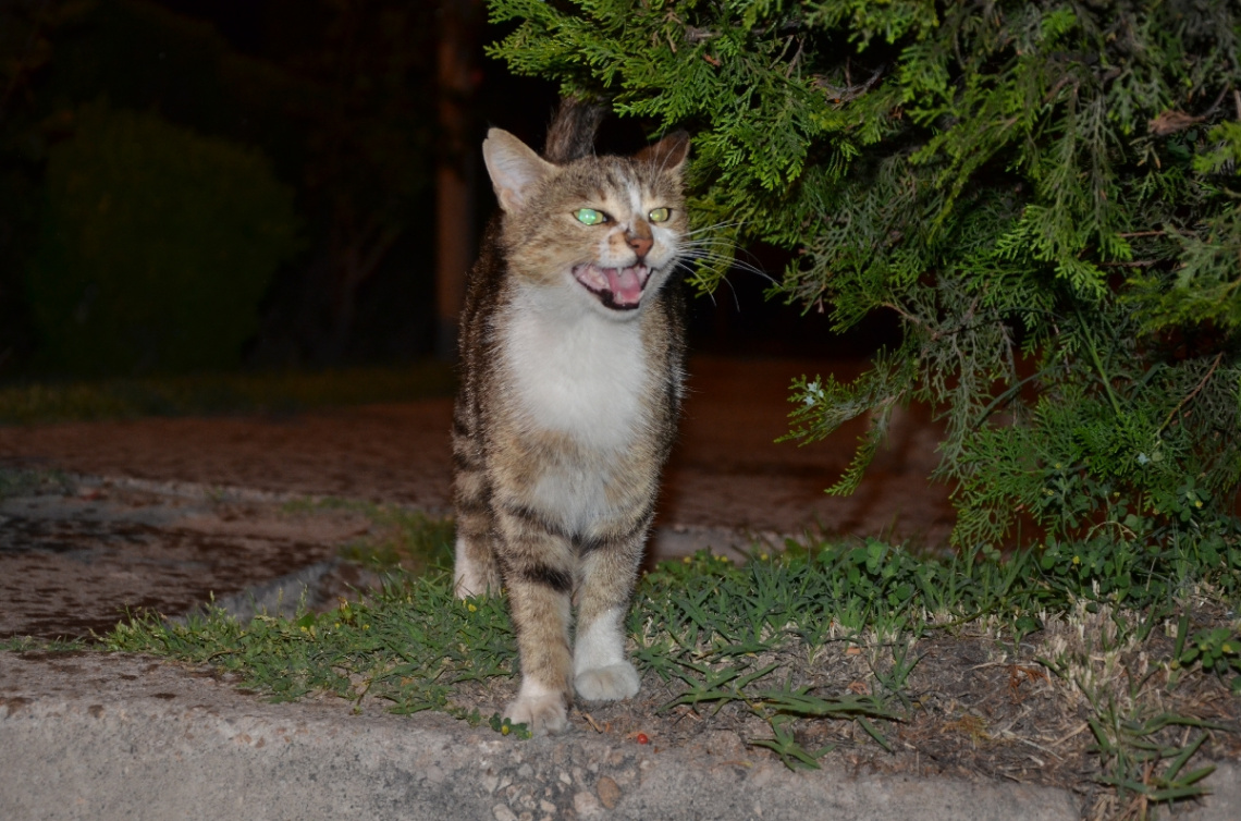 hırçın kedi