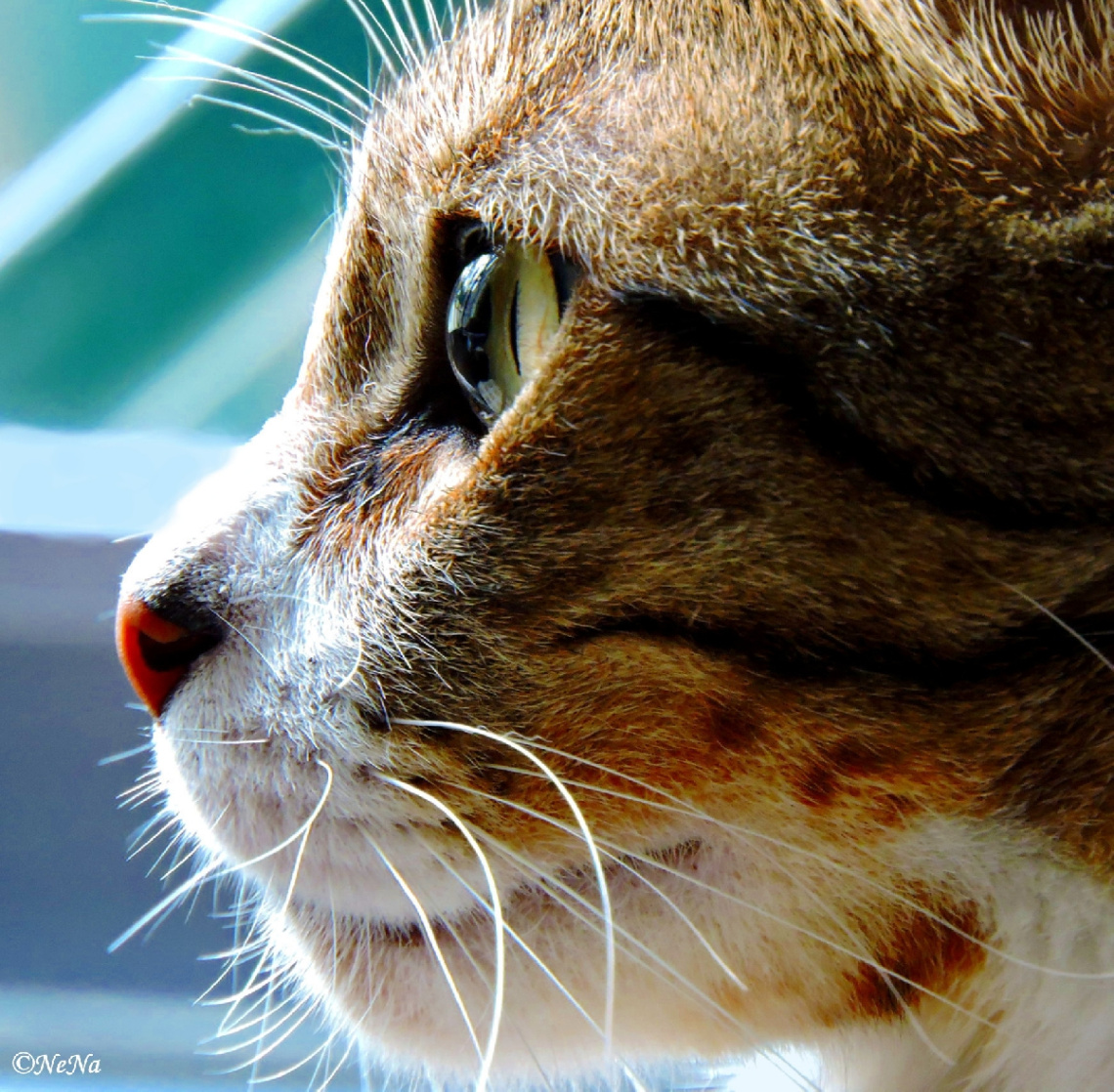 Cat's eyes