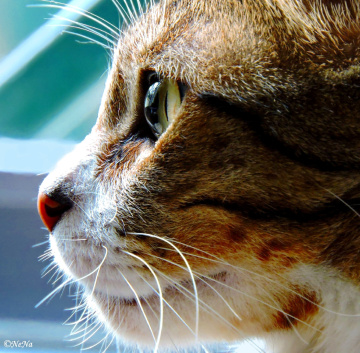 Cat's eyes
