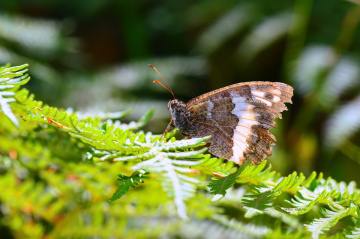 MİNİ MİNİ YAŞAMLAR (167) ...........