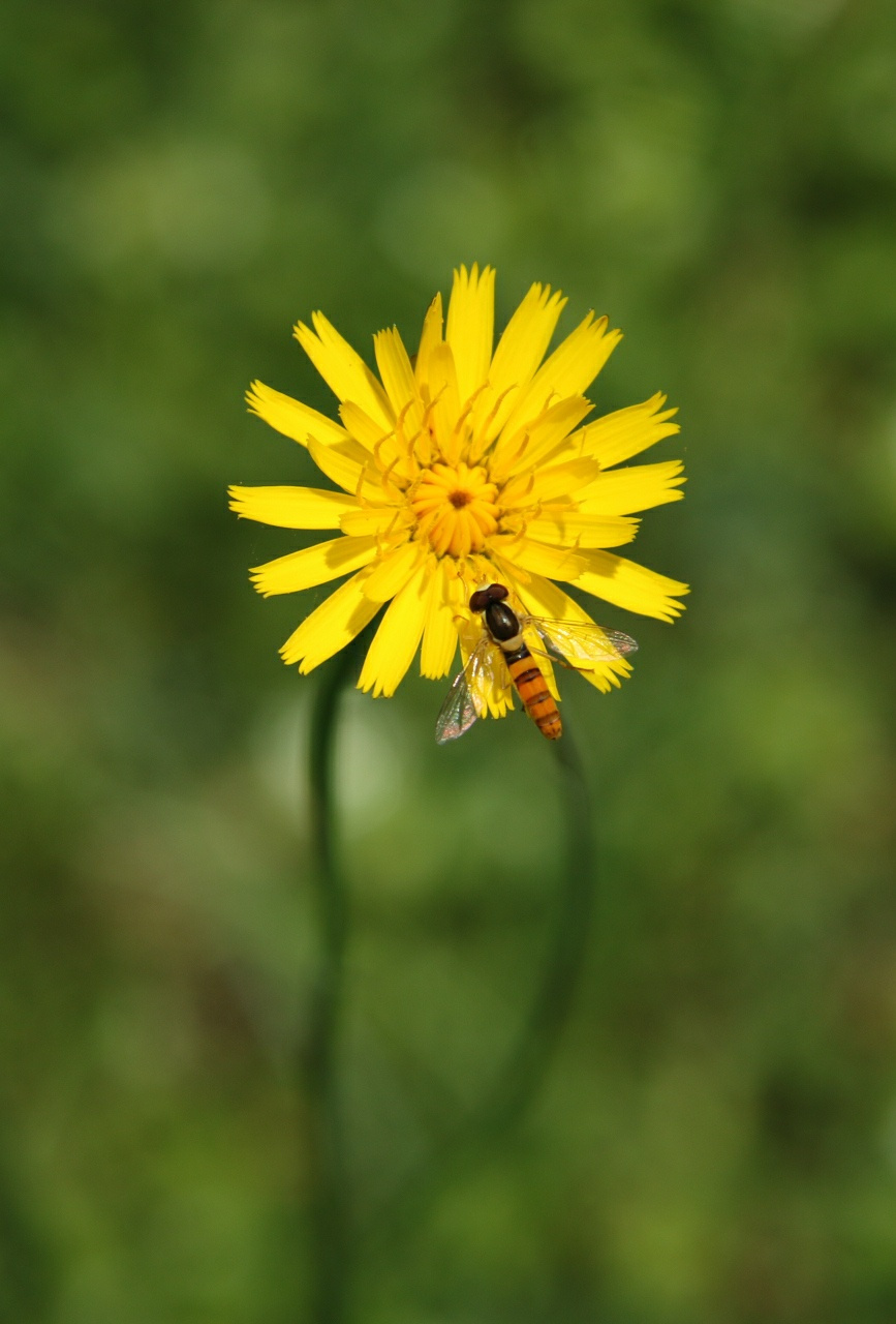 Yellows