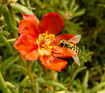 bee
