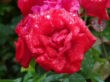 Red Rose (2)