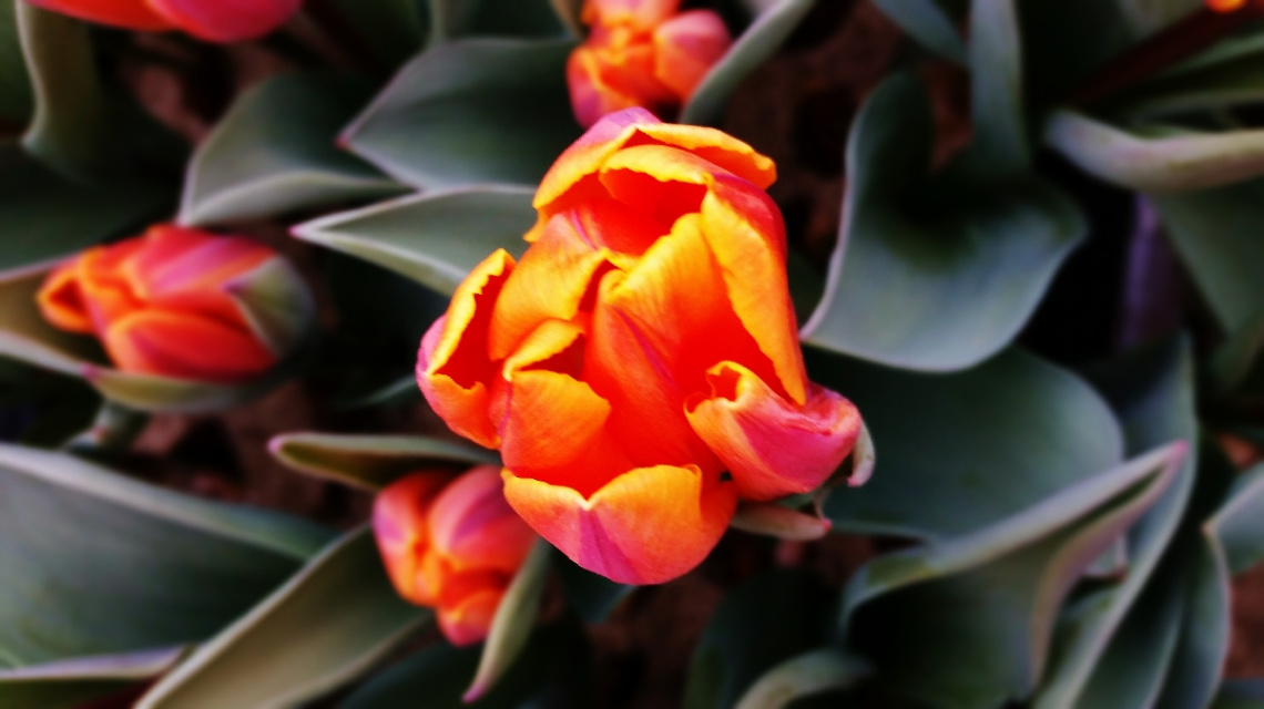 Tulip