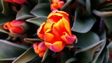 Tulip